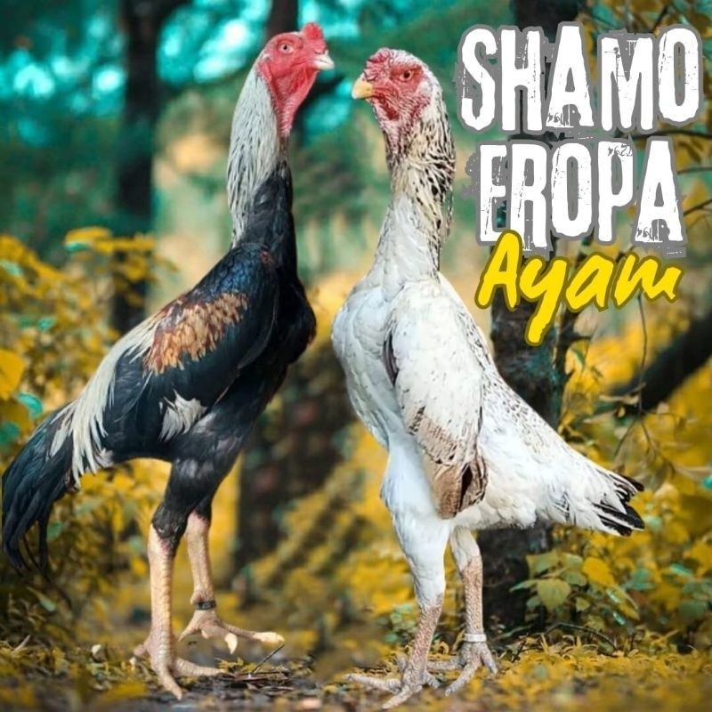 

Fertil telur ayam shamo eropa ori petarung bisa untuk di tetaskan