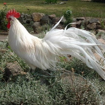Fertil Telur ayam hias onagadori ekor panjang fertil siap ditetaskan - ayam onagadori