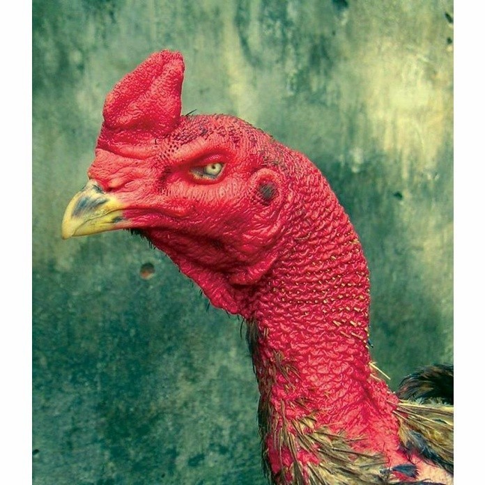 

Fertil telur ayam petarung saigon fertil asli siap ditetaskan - ayam saigon