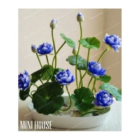 Biji Teratai Jepang Biji Benih Teratai Lotus Mini Biji Bunga Teratai Lotus Varian Warna