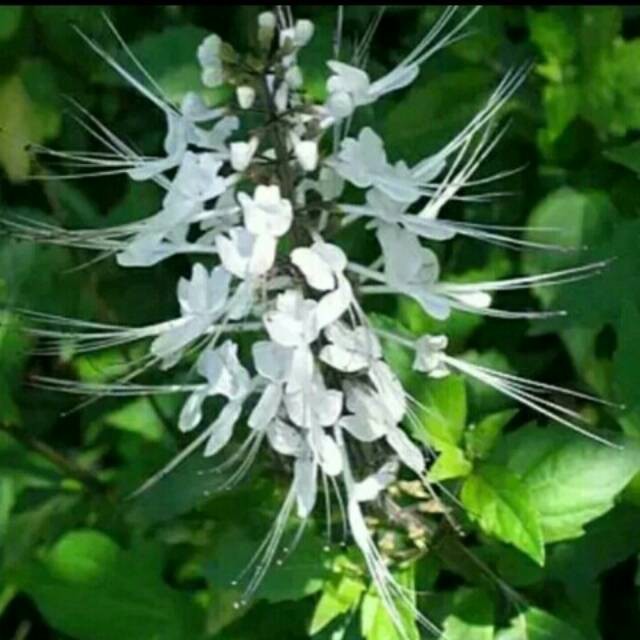 Tanaman Kumis Kucing | Tanaman Kumis Kucing Hidup | Tanaman Kumis Kucing Herbal