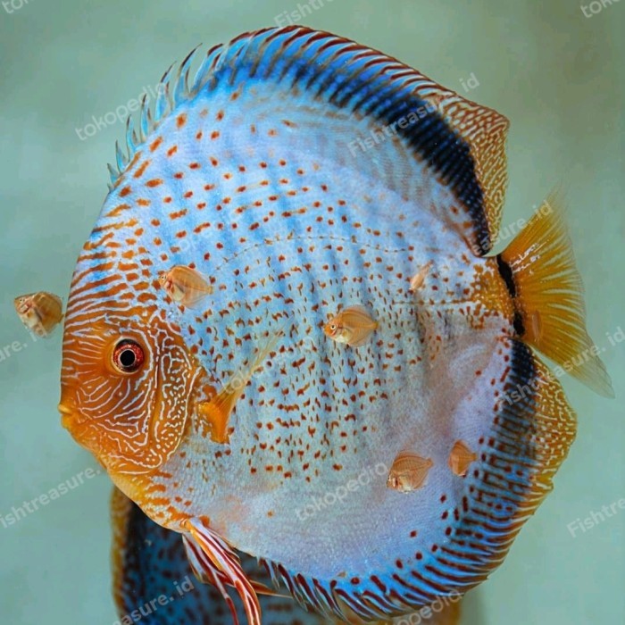 Pakan + Discus Blue Snakeskin