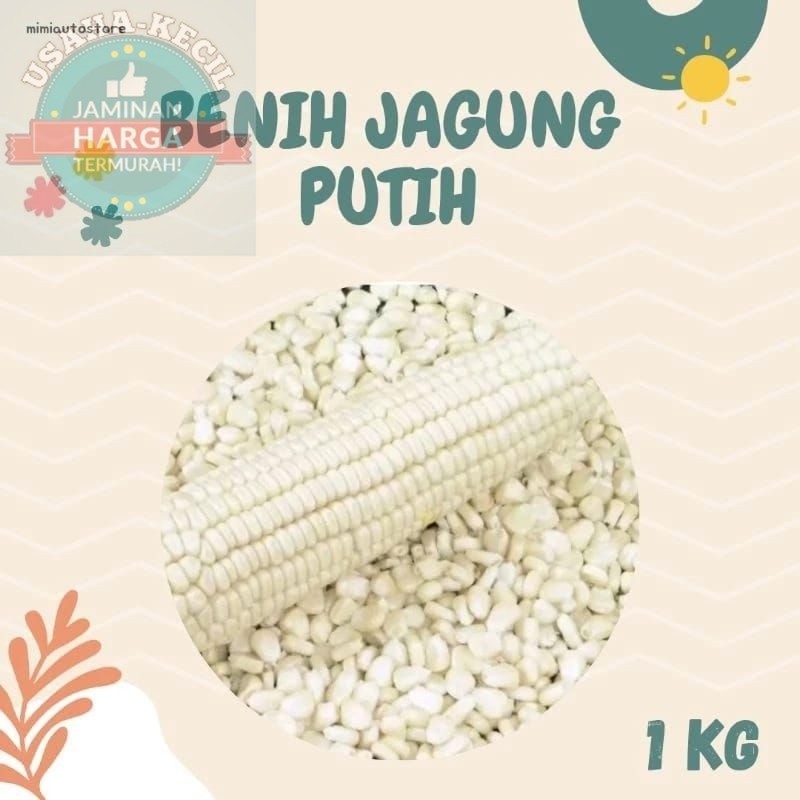 COD    1 KG BENIH JAGUNG PUTIH KETAN