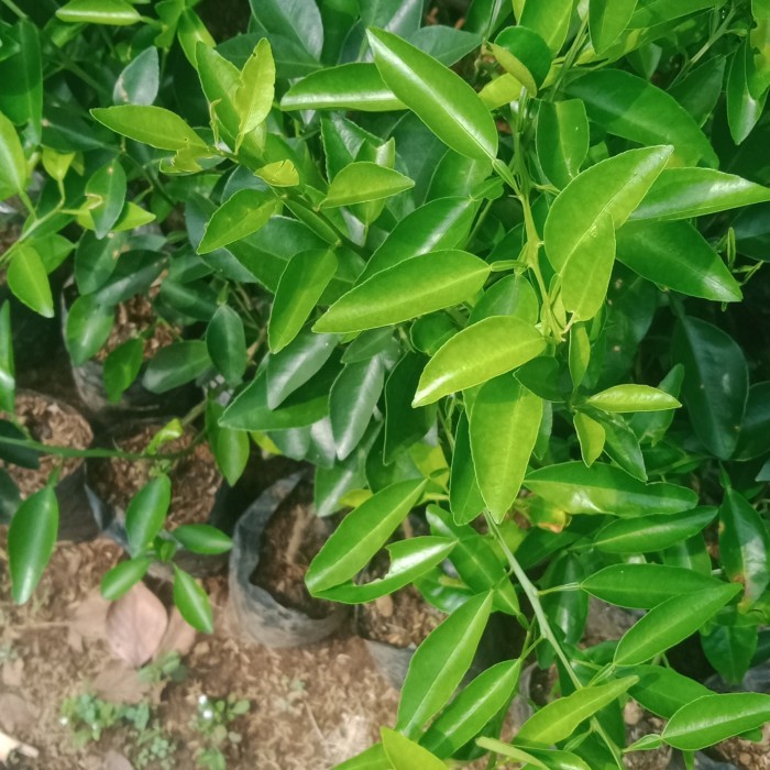 pohon jeruk limo bibit - jeruk limo