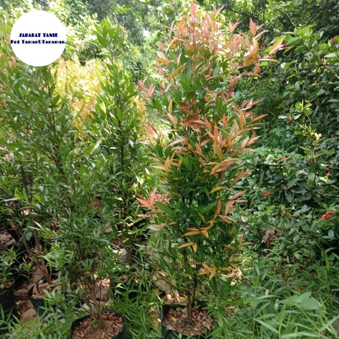 tanaman hias pucuk merah tinggi 1,5meter - tanaman pagar pucuk merah tinggi 150cm