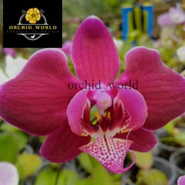 anggrek bulan remaja bibit hybrid anggrek murah bibit taiwan