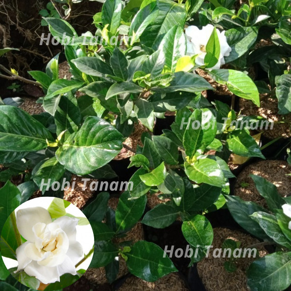 murah bibit melati wangi jumbo bibit melati jumbo bibit kaca piring bibit bunga melati wangi jumbo b