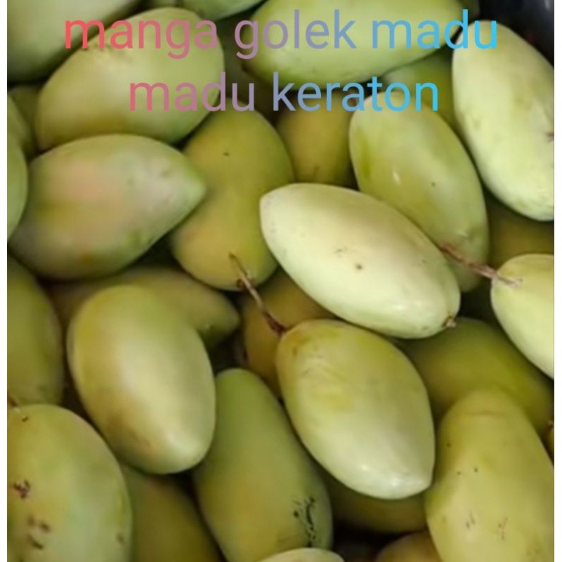 

HARGA SSPESIAL mangga muda madu keraton 1 kg ,mangga asam TERLARIS