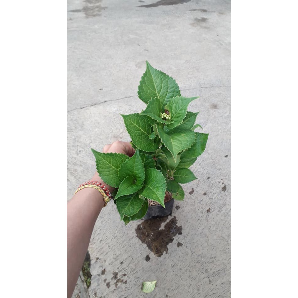 Bibit Tanaman Hidup Bunga Pancawarna Siap Berbunga - Bibit Tanaman Bunga Hortensia - Bibit Tanaman B