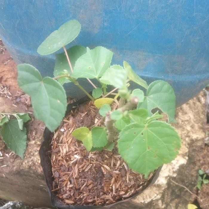 BONSAI WARU INDIA BIBIT bonsai