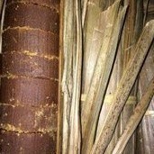 

JKL Gula aren merah 1 kg orinal asli / Gula merah aren nira COD