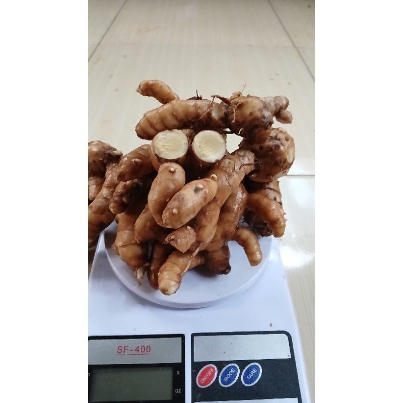 

KUNYIT PUTUH TEMU PUTIH OBAT KUNYIT KONENG BODAS SEGAR FRESH ORGANIC