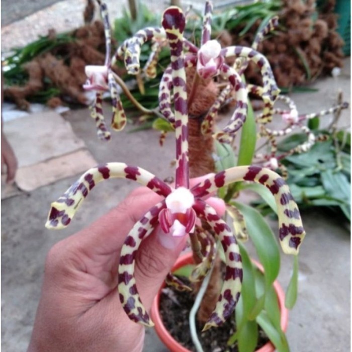 

anggrek tanah marsupilami / kalajengking anggrek langka termurah . . .