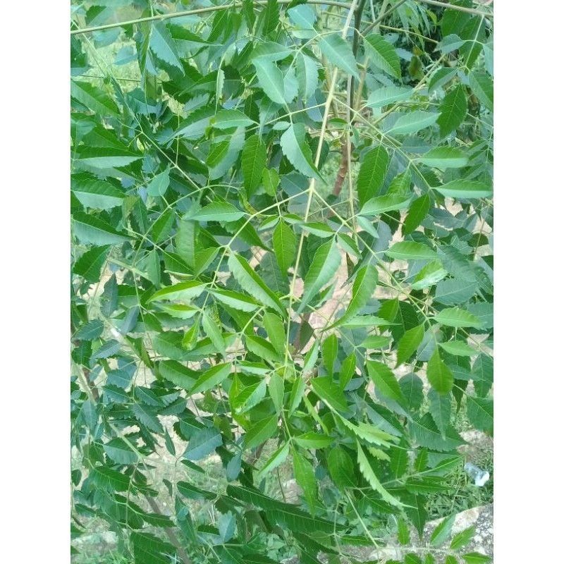 

DAUN MINDI/MIMBA SEGAR 1KG MURAH OBAT HERBAL TRADISIONAL MURAH DI PETIK LANGSUNG SAAT ADA ORDERAN MASUK