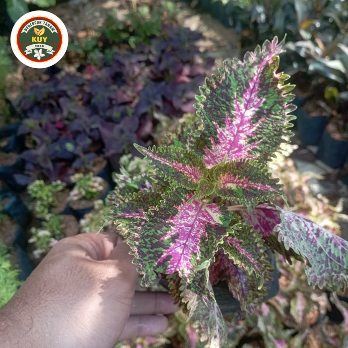 Tanaman Miana Batik Miana Batik