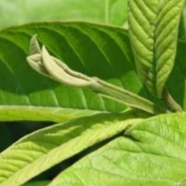

Daun Jambu Biji Segar per 200 Gram Obat Herbal Alami