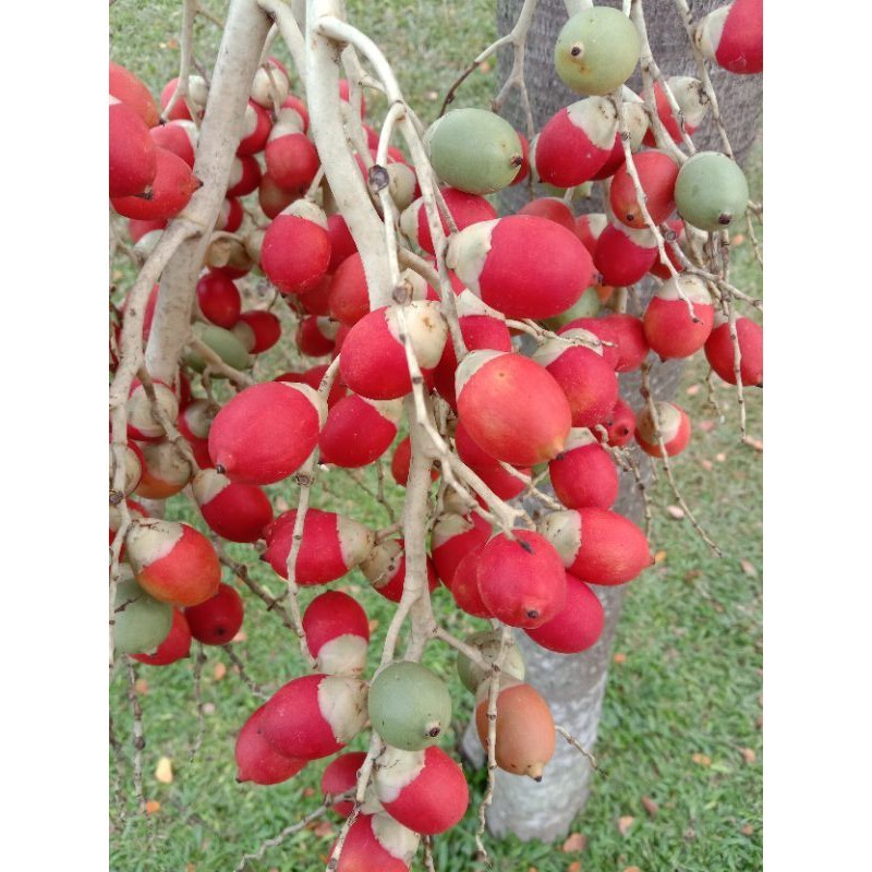 

PINANG MERAH SEGAR PINANG HERBAL ADN