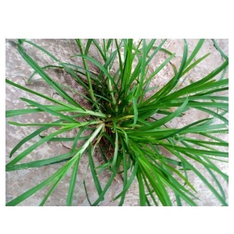 

DAUN BELULANG DAUN JAMPANG SEGAR 1KG MURAH OBAT HERBAL OBAT TRADISIONAL OBAT ALAMI