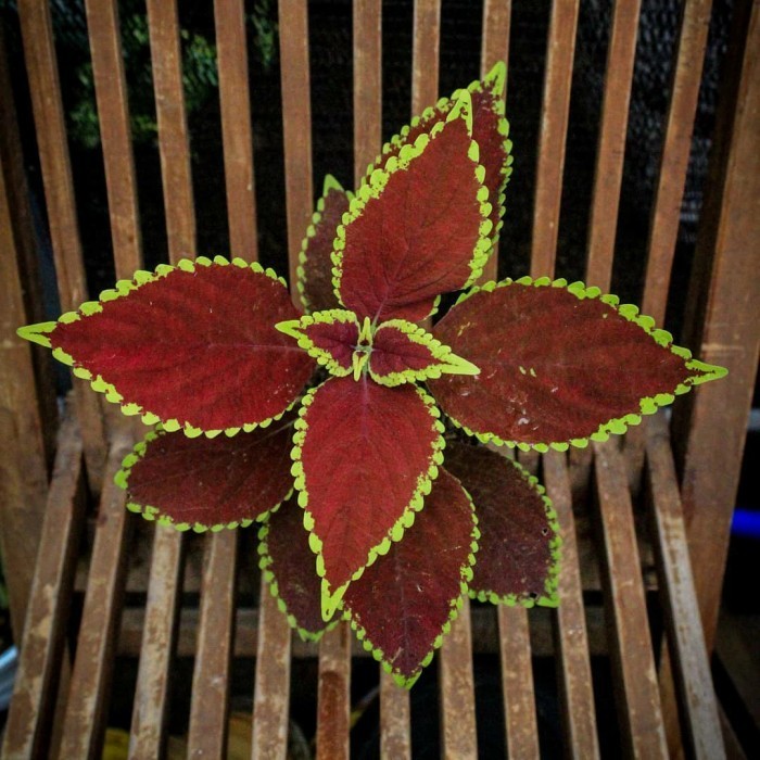 Terbaru tanaman hias miana ungu kuning - miana premium 02