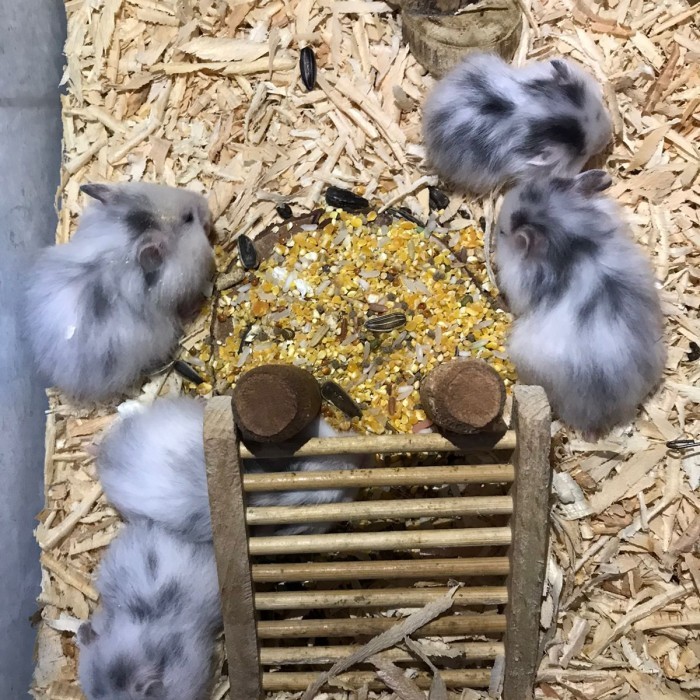 SALE -SYRIAN FUJIYAMA 1.5BULAN LIMITED GEMBUL JINAK (GRAB/GOSEND INSTANT)