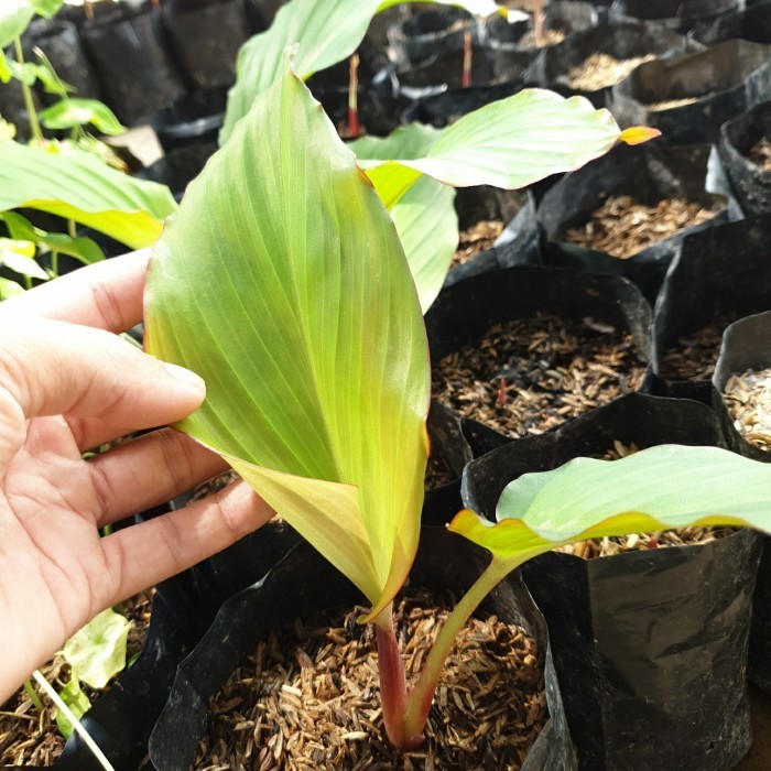 Ready stok Bibit kunyit hitam original asli 100% - Rimpang tunas Silahkan di order kakak