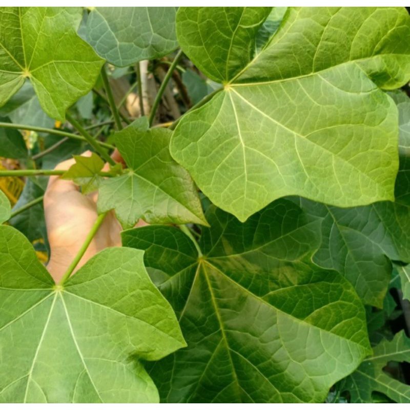 

Bismillah Termurah Daun jarak segar 50 lembar Terlaris