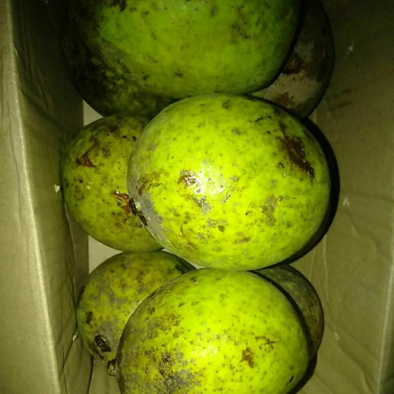 

PROMO AMBYAR Buah MANGGA KUWENI / KWENI / KUENI TERMURAH
