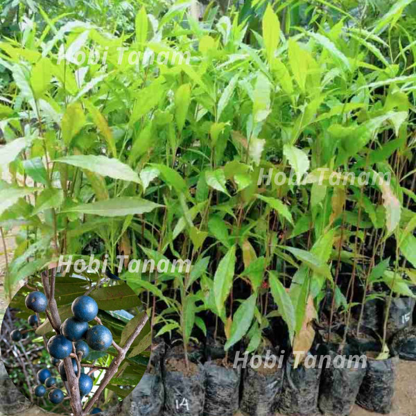 BIBIT TANAMAN JENITRI SUPER UNGGUL bibit jenitri bibit genitri bibit genitri medana bibit buah dewa 