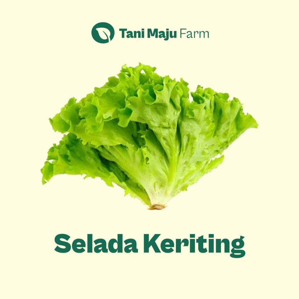 

Selada Keriting Hidroponik Lettuce Fresh (250 gram) - INSTANT / SAMEDAY - Sayuran BRKAH