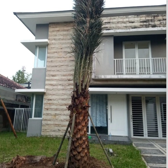 pohon kurma besar batang keras 2 meter