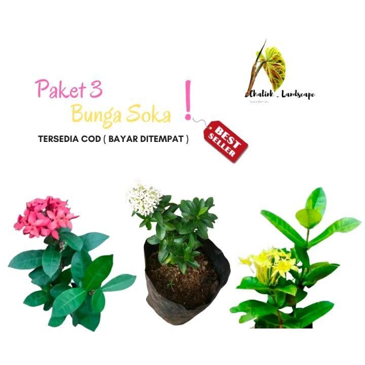 Paket 3 Tanaman Bunga Soka / Tanaman Hias Bunga Soka / Soka Bunga kuning / Soka Bunga Putih  Bibit b