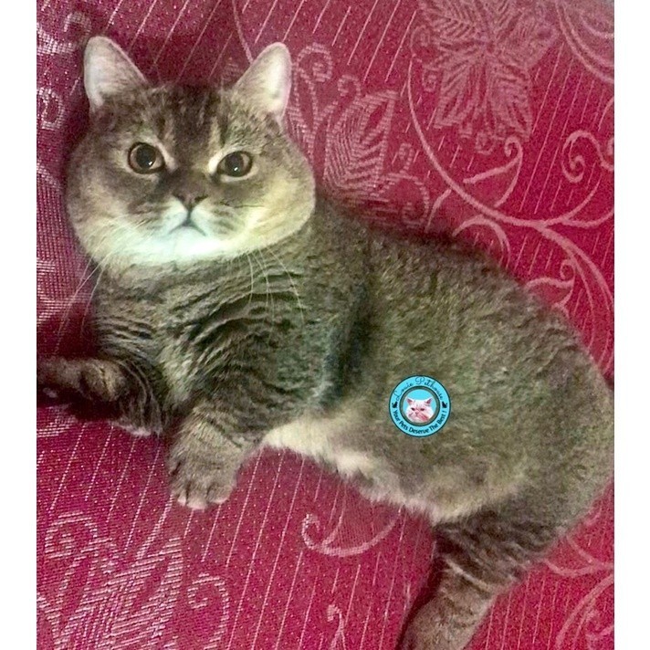 vitamin J4s4 Pacak Munchkin varian British Shorthair Golden kucing show kaki pendek cebol proven