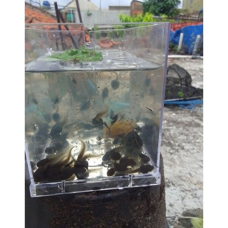kecebong / berudu  untuk pakan ikan predator per 25 ekor
