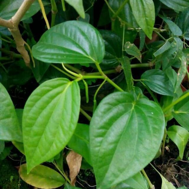 

Daun sirih segar 500grm herbal