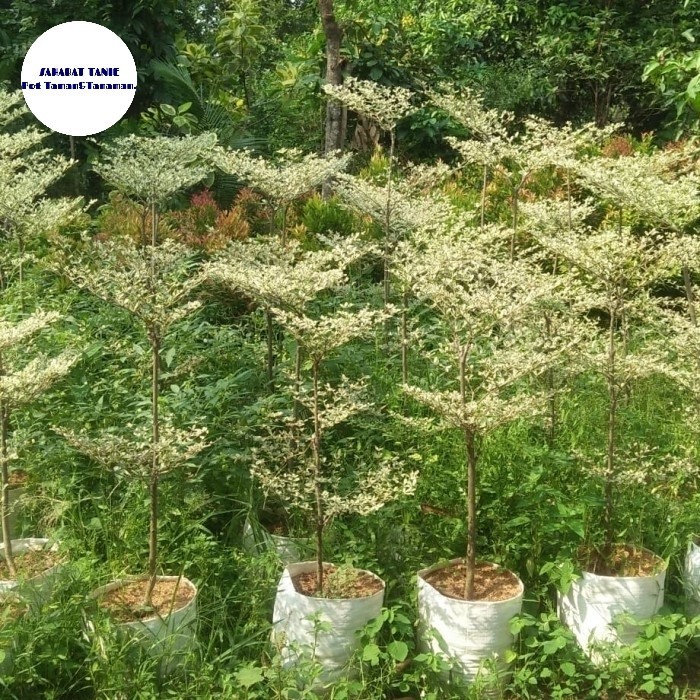 pohon ketapang kencana varigata tinggi 2meter