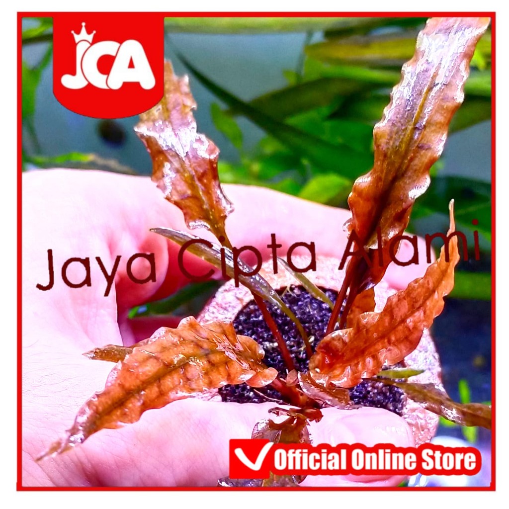 Cryptocoryne sp Wendtii Florida Sunset Criptocoryne tanaman aquascape