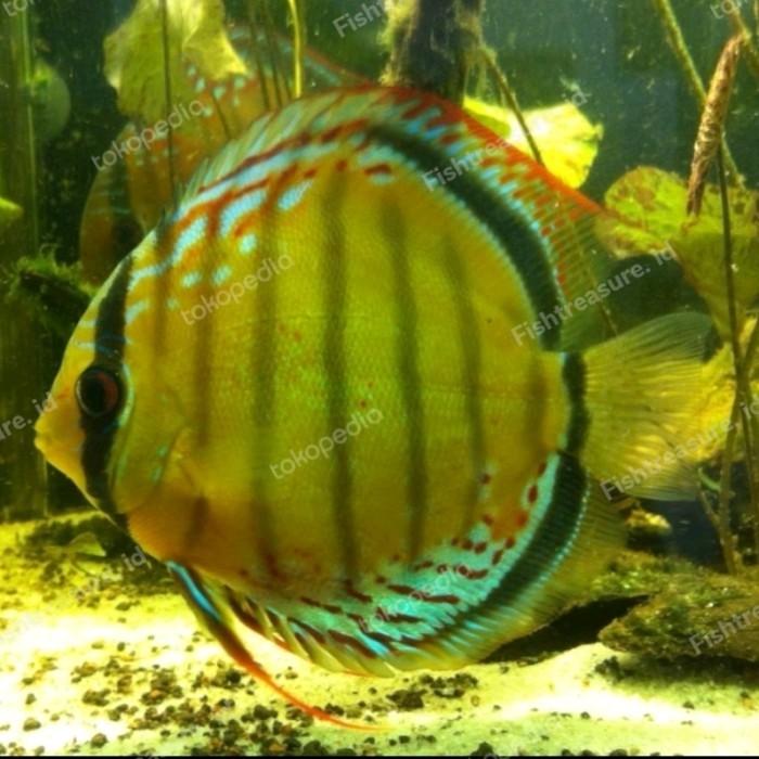 Pakan + Discus Heckel Green