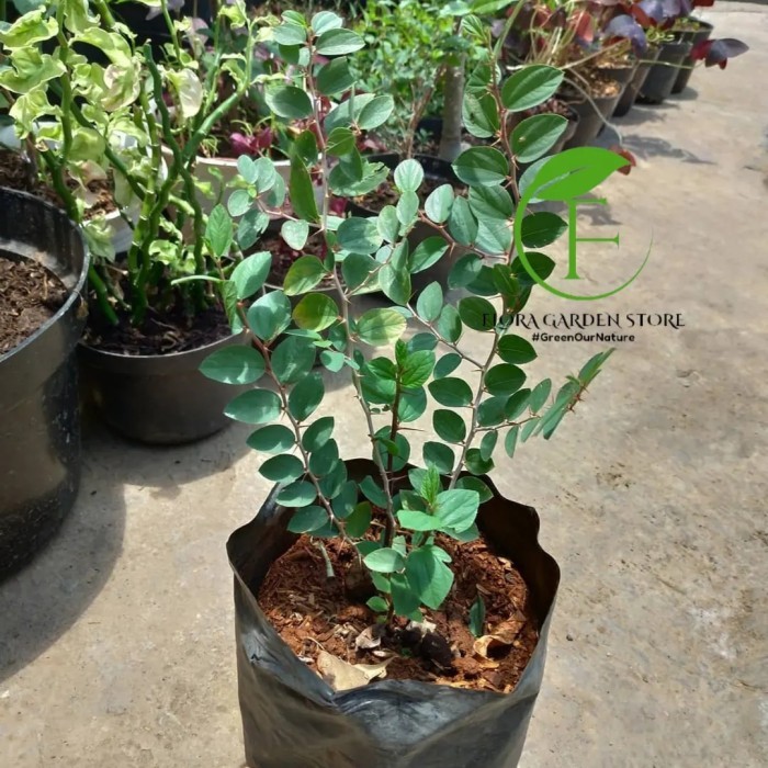 Tanaman Hias Bidara / Pohon Bidara Arab / Bibit Pohon Bidara Arab