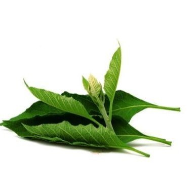 

Daun Sembung Segar Herbal Fresh per 100gram