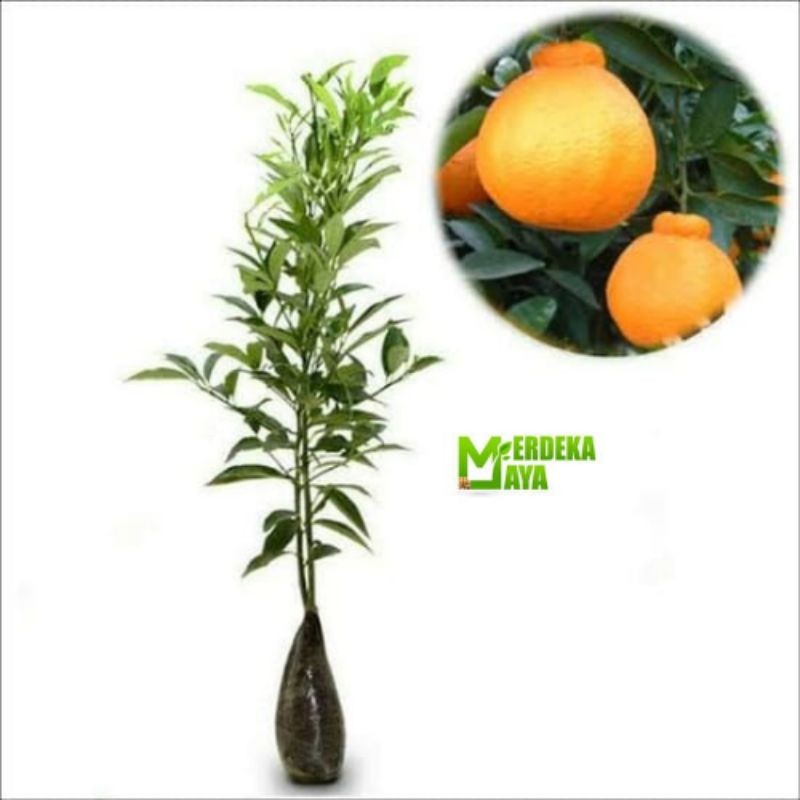 Bibit Jeruk Santang Madu Super