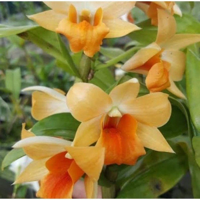 Tanaman hias Anggrek Dendrobium Frosty Orange Sudah Spike/knop -IB Spike/berbunga