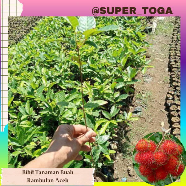 tanaman rambutan binjai bibit Rambutan Binjai bibit Rambutan Aceh