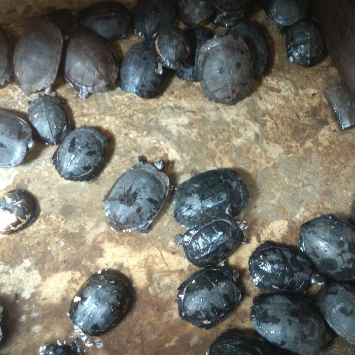 SALE -kura ambon atau kura piput bonus pelet