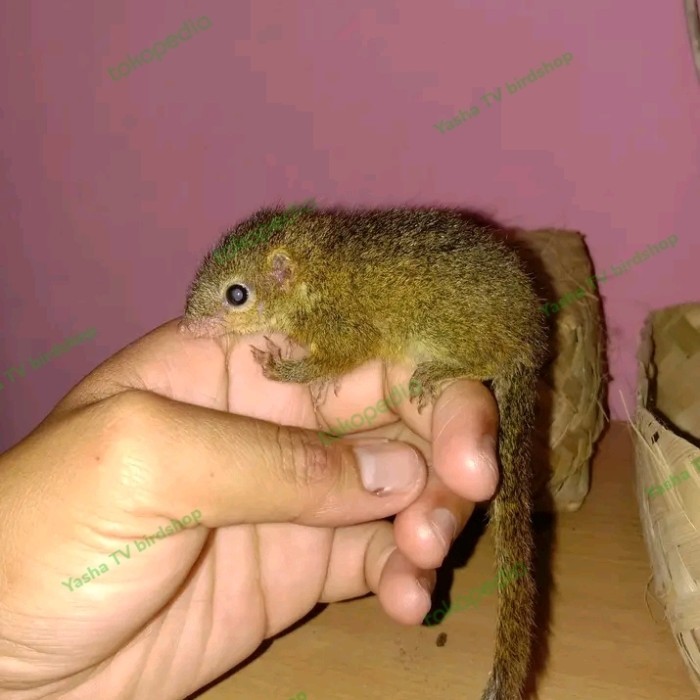 SALE -Tupai Kekes Anakan Jinak