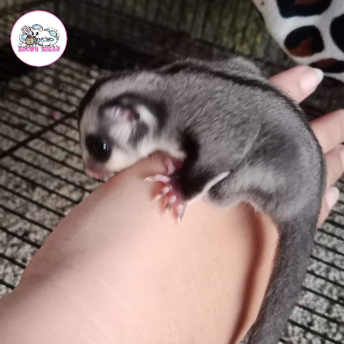 SALE -Sugar Glider Classic Grey Joey by Sugarglider Brownsugar