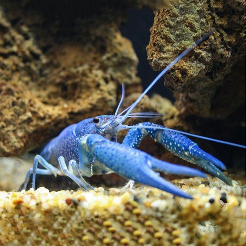 

ready Udang Lobster Red Blue White marl boro - ETALASE ( Cahaya aquatic ) - COPY