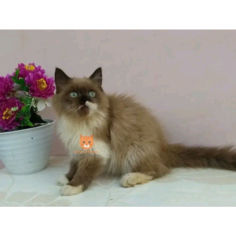 kucing Persia Himalaya ragdol