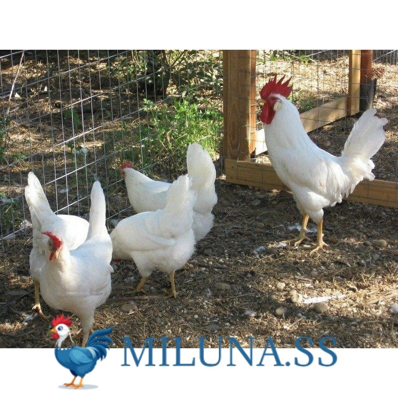 

FERTIL TELUR TETAS AYAM ARAB WHITE UNTUK DI TETASKAN