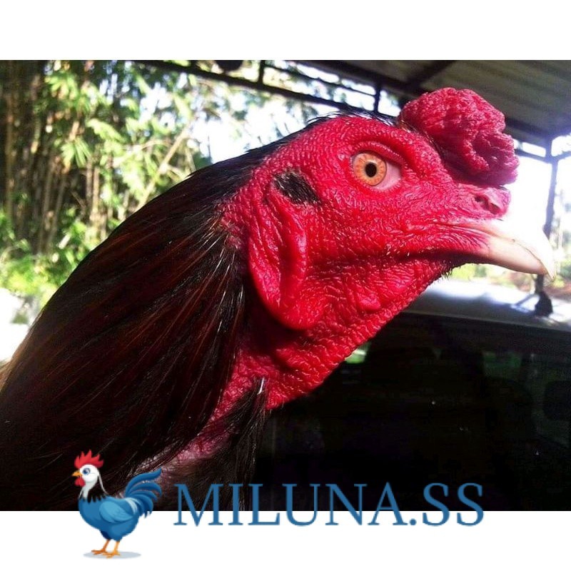 

FERTIL TELUR TETAS Telur ayam bangkok ekor lidi terbaru terlaris