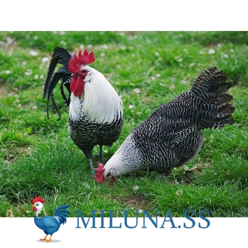 

FERTIL TELUR AYAM ARAB PE SUPER UNTUK DI TETASKAN